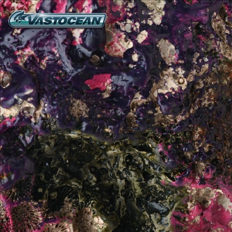 VASTOCEAN Acuario de agua sala - Marine Aquarium Hermit Crab reseña y precio