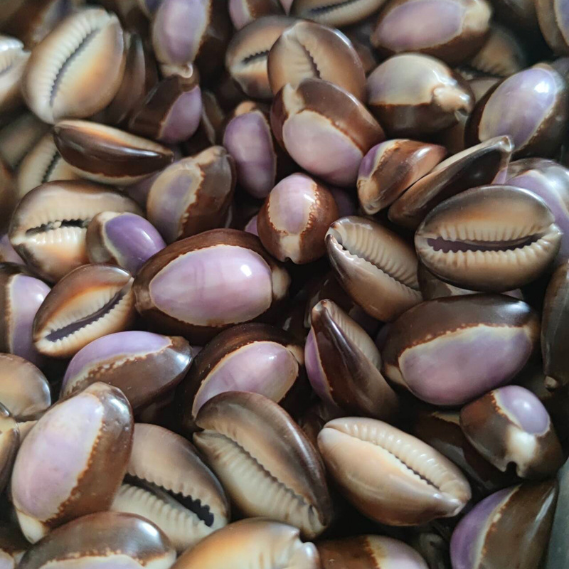 Concha de carneola Cypraea Nat - Marine Aquarium Hermit Crab reseña y precio