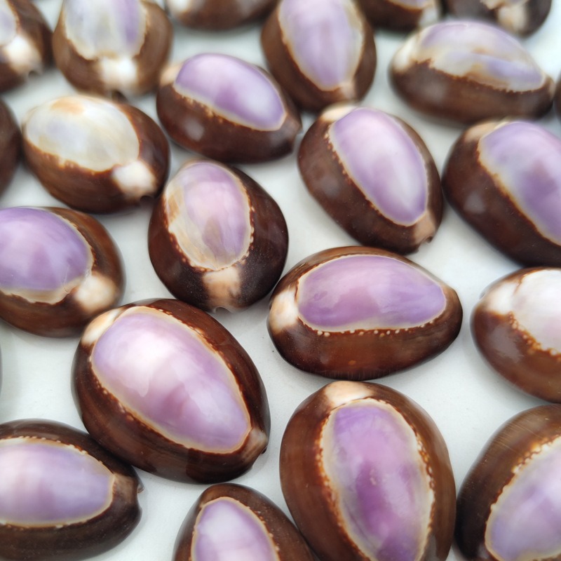Concha Natural de Cypraea carn - Marine Aquarium Hermit Crab reseña y precio